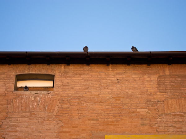 <p>Piccioni.